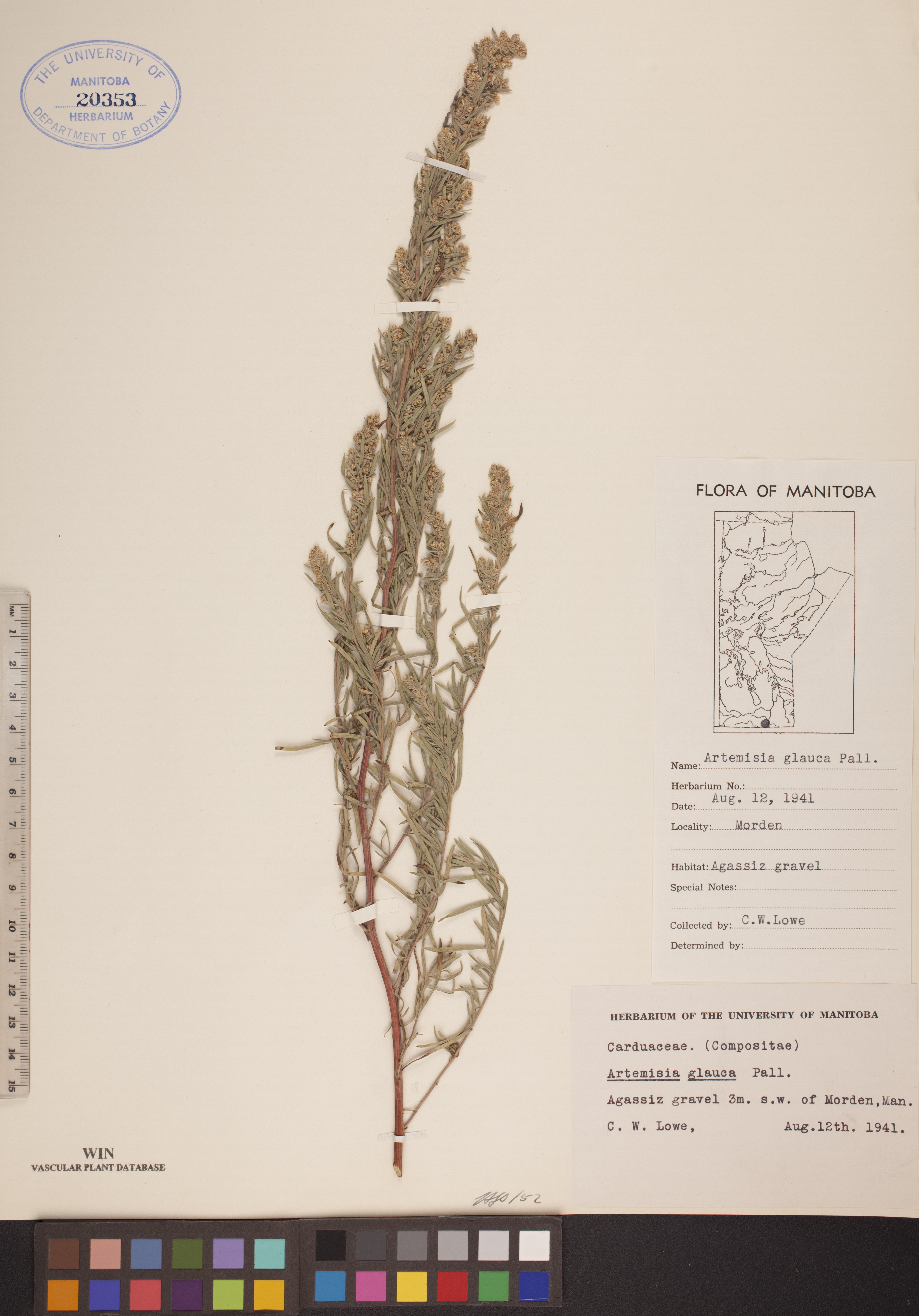 Artemisia glauca image